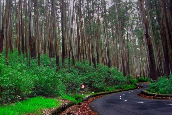 Pine Tree Forest Kodaikanal photography spot